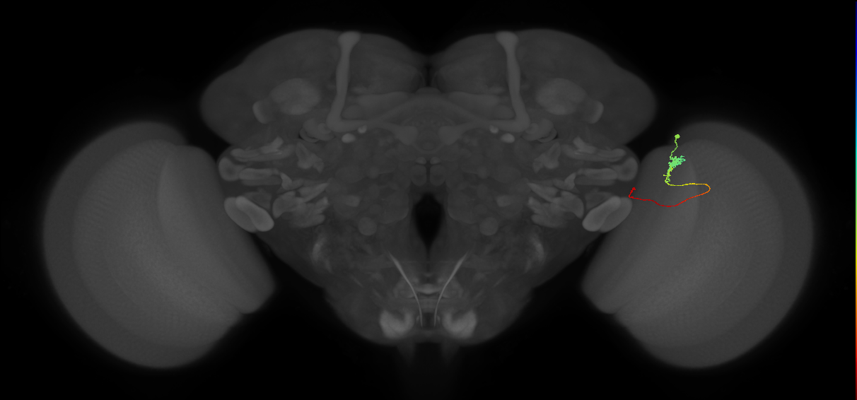 Tm20_R (MaleCNS:136978)