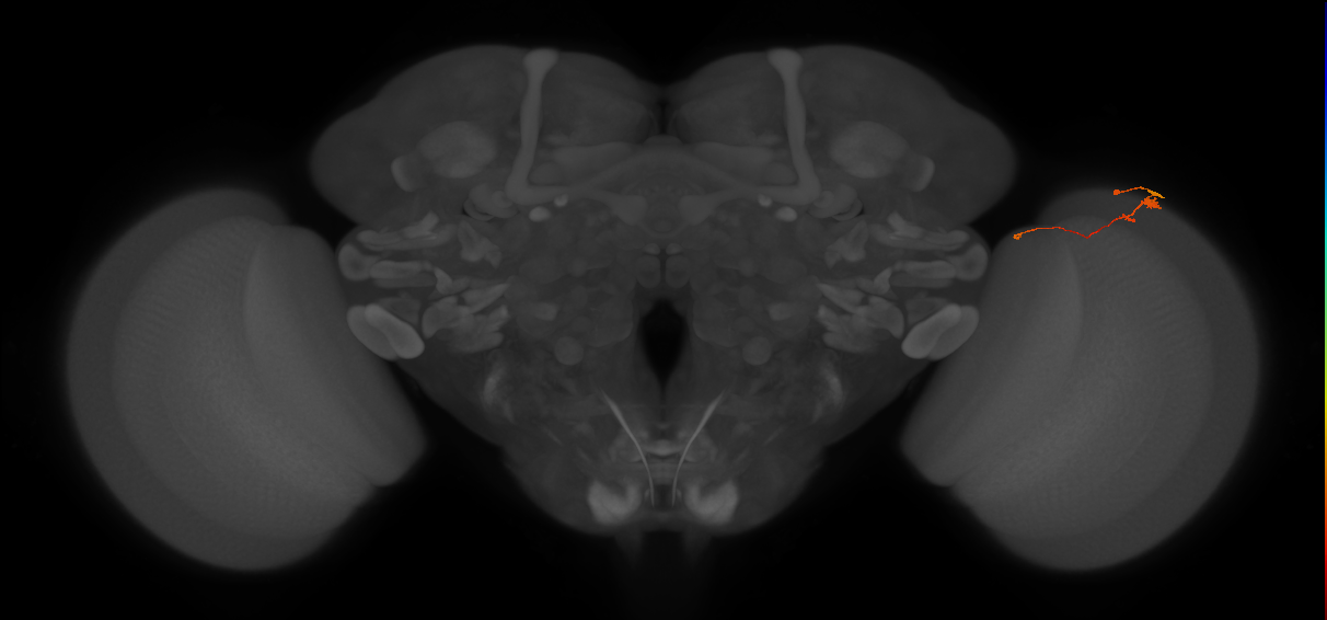 Tm20_R (MaleCNS:157434)