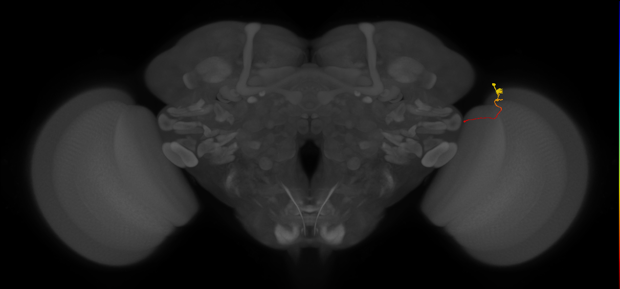 Tm20_R (MaleCNS:169450)