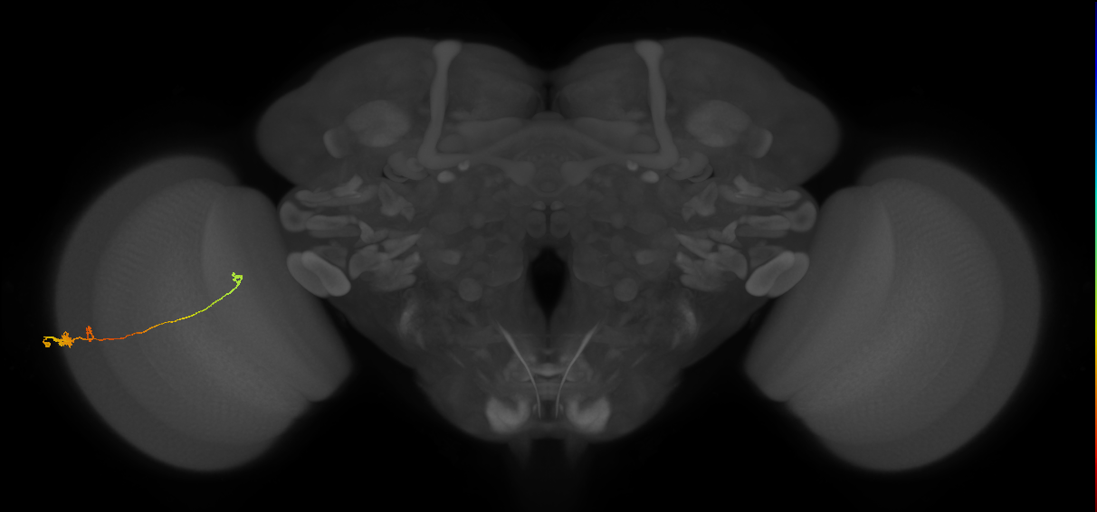Tm20_L (MaleCNS:538060)