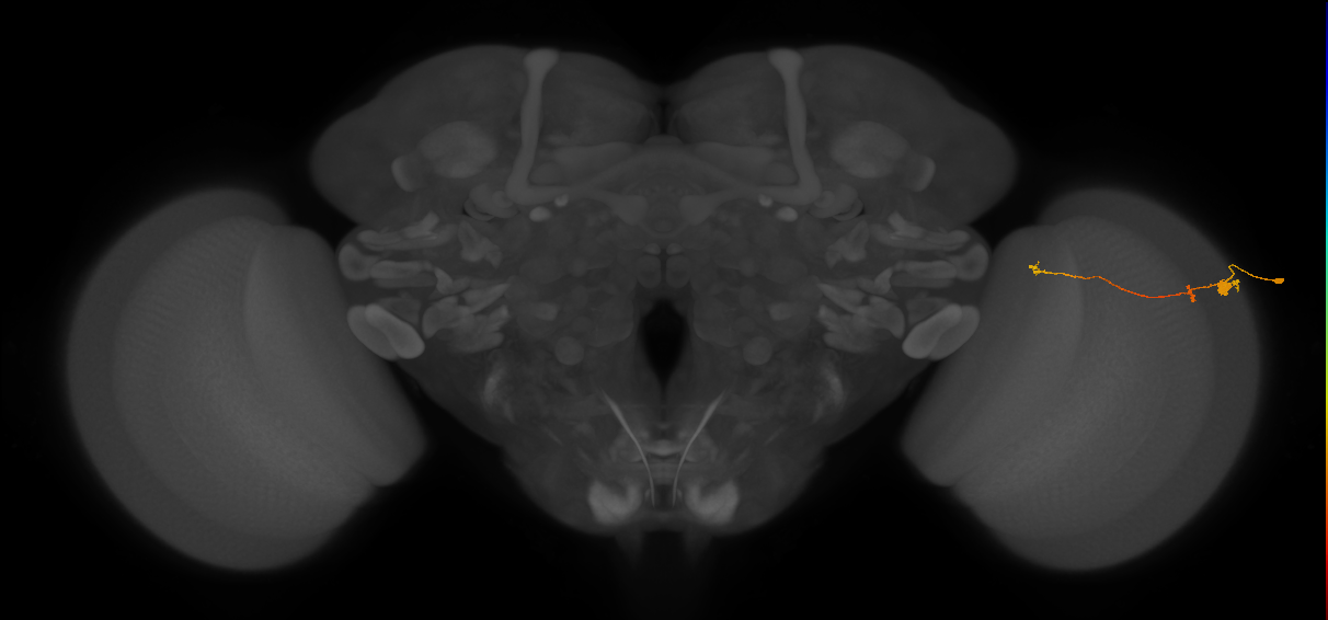 Tm20_R (MaleCNS:110551)