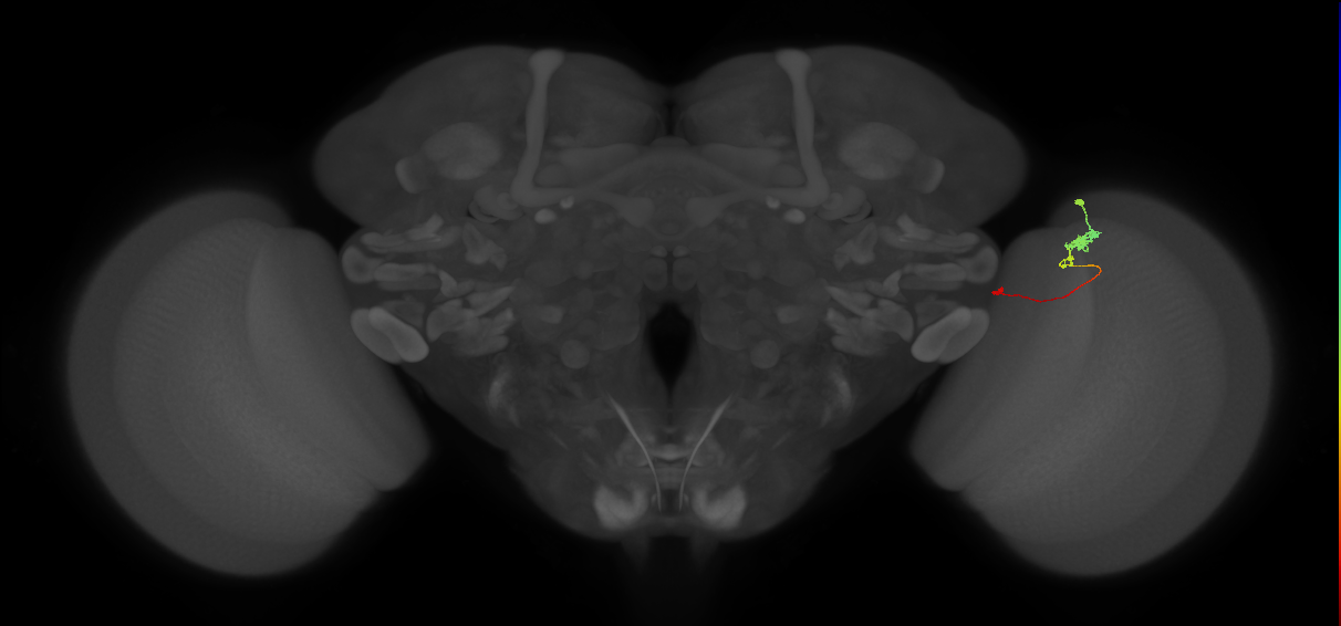 Tm20_R (MaleCNS:129488)