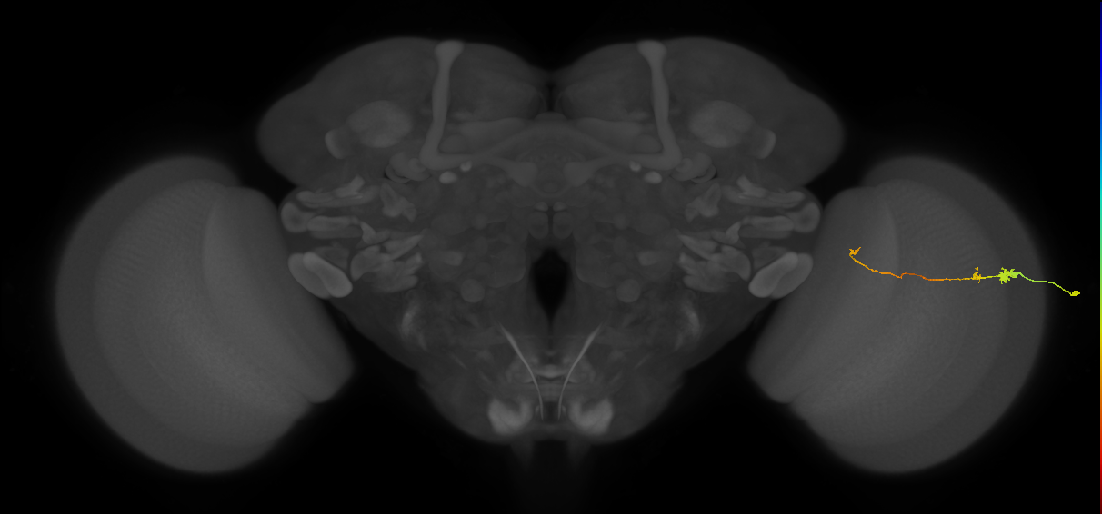 Tm20_R (MaleCNS:162057)