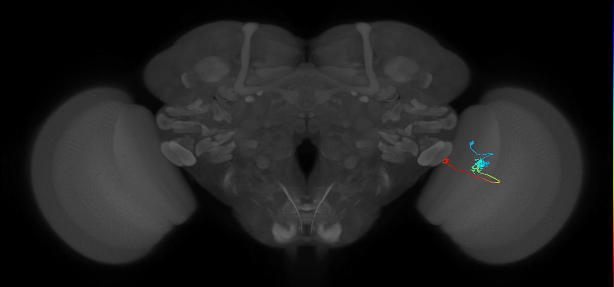 Tm20_R (MaleCNS:103320)