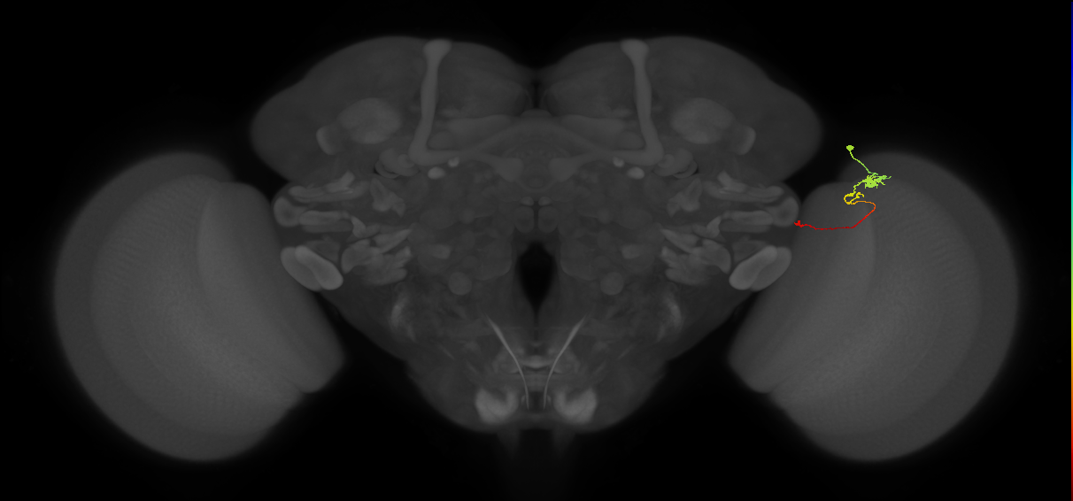 Tm20_R (MaleCNS:141284)
