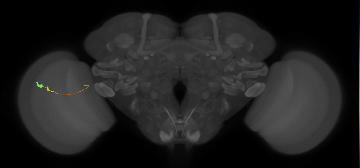 Tm20_L (MaleCNS:119476)