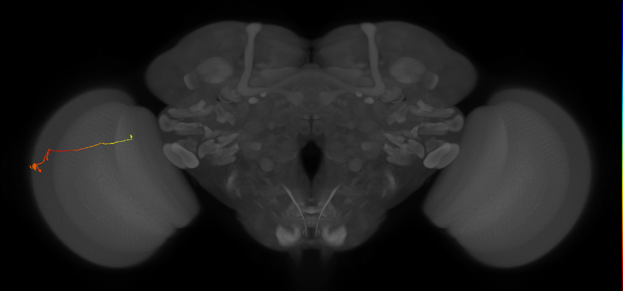 Tm20_L (MaleCNS:147737)