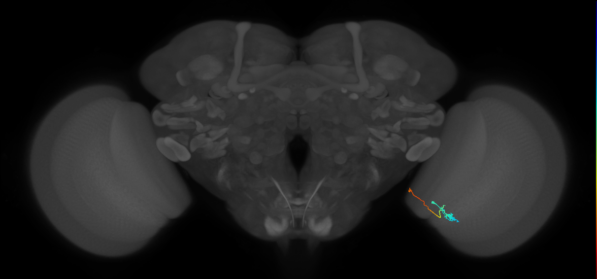 Tm20_R (MaleCNS:144714)