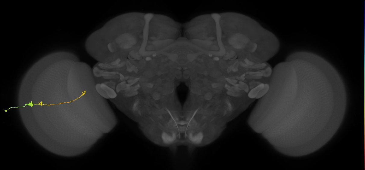 Tm20_L (MaleCNS:523767)