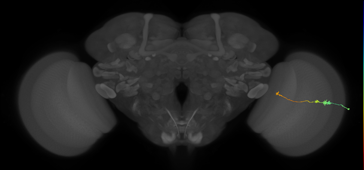Tm20_R (MaleCNS:88492)