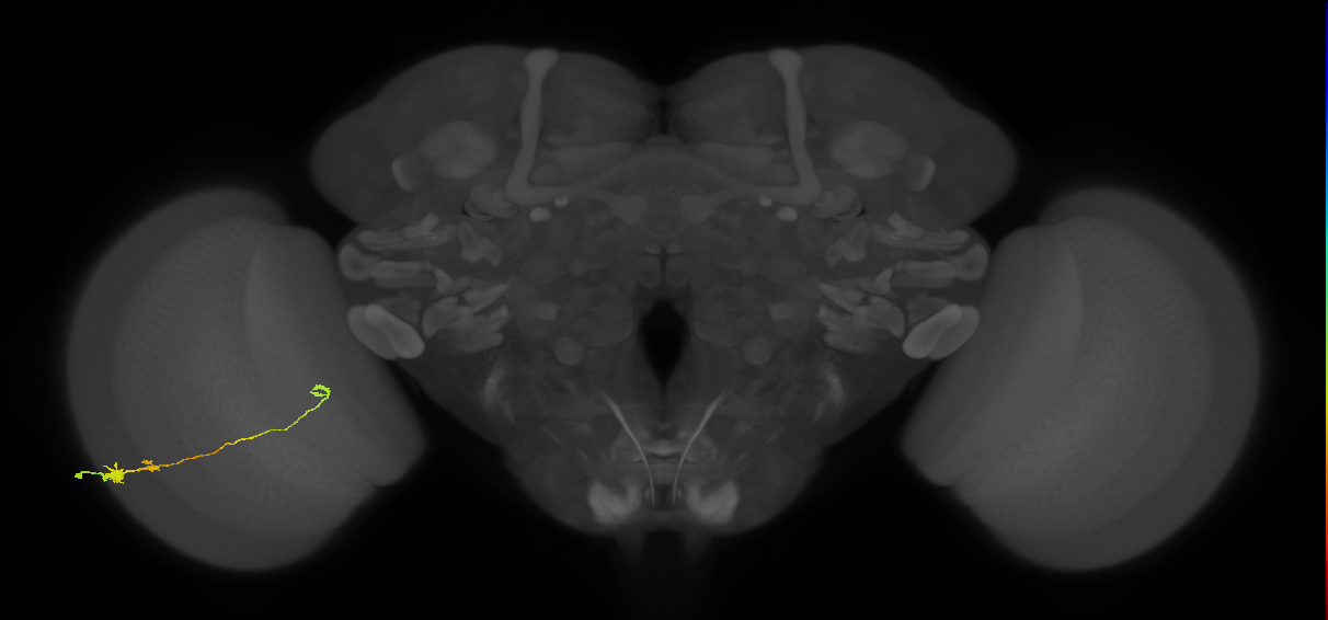 Tm20_L (MaleCNS:69361)