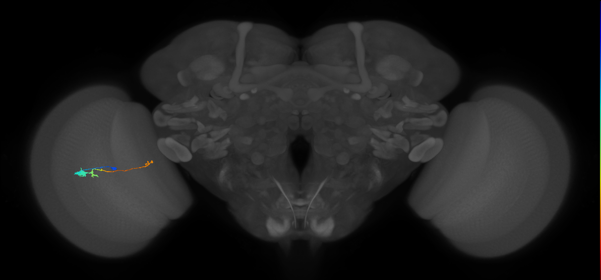 Tm20_L (MaleCNS:525202)