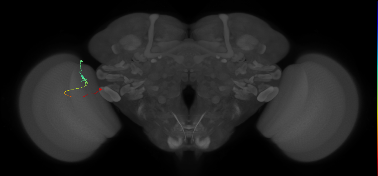 Tm20_L (MaleCNS:65746)