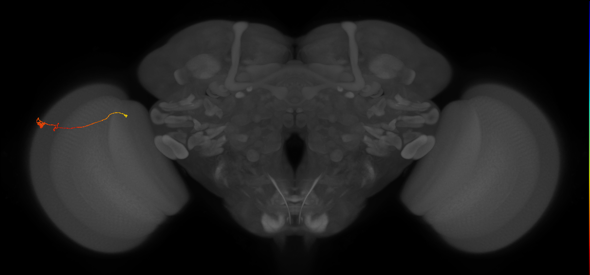 Tm20_L (MaleCNS:142710)
