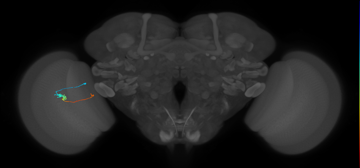 Tm20_L (MaleCNS:533875)