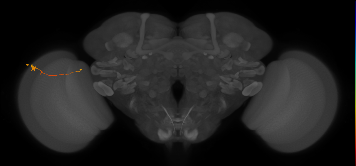 Tm20_L (MaleCNS:120422)
