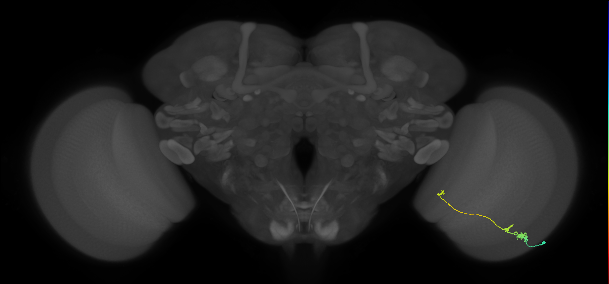 Tm20_R (MaleCNS:86071)