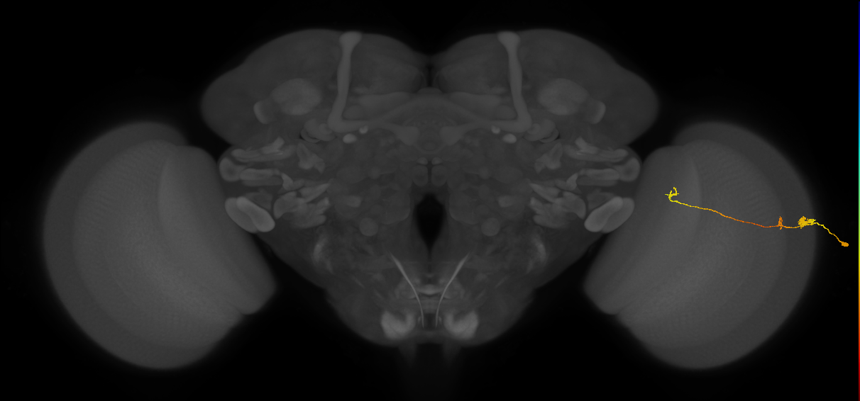 Tm20_R (MaleCNS:95209)