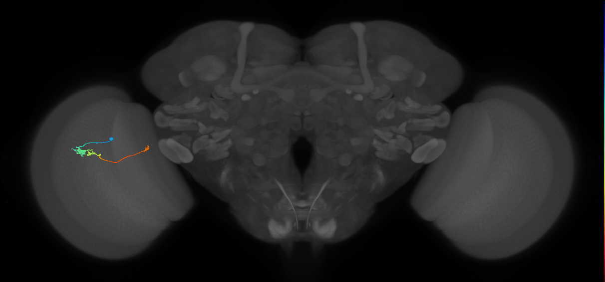 Tm20_L (MaleCNS:154894)