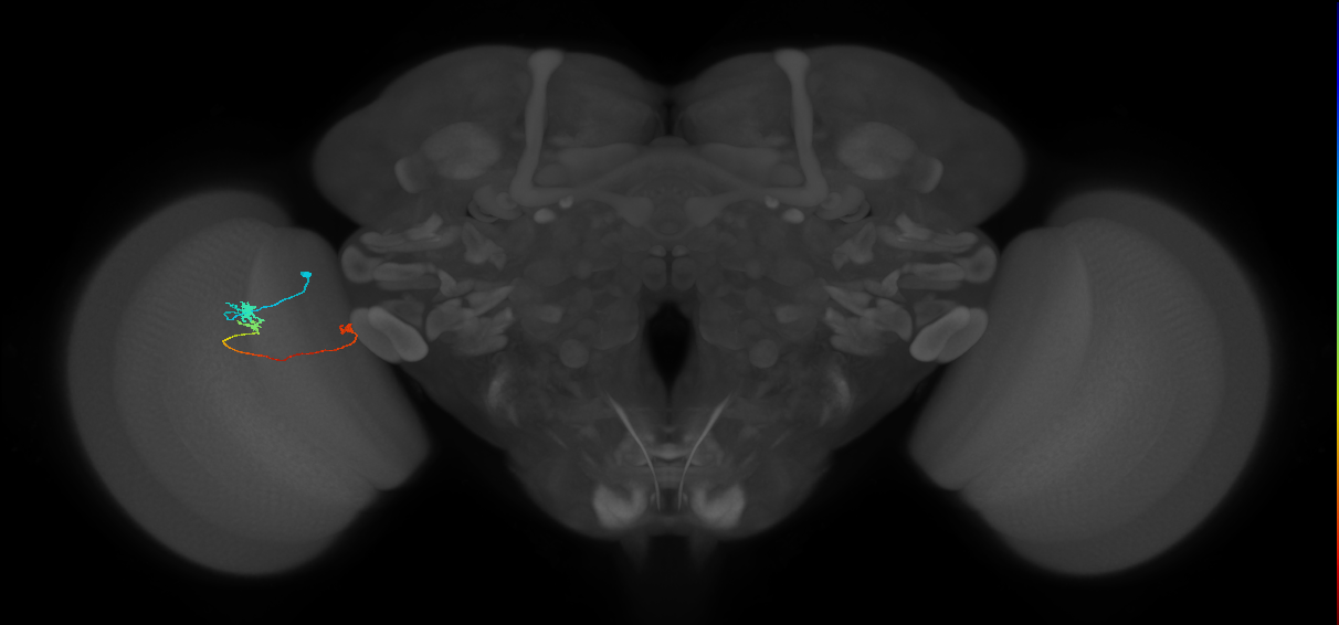 Tm20_L (MaleCNS:203955)
