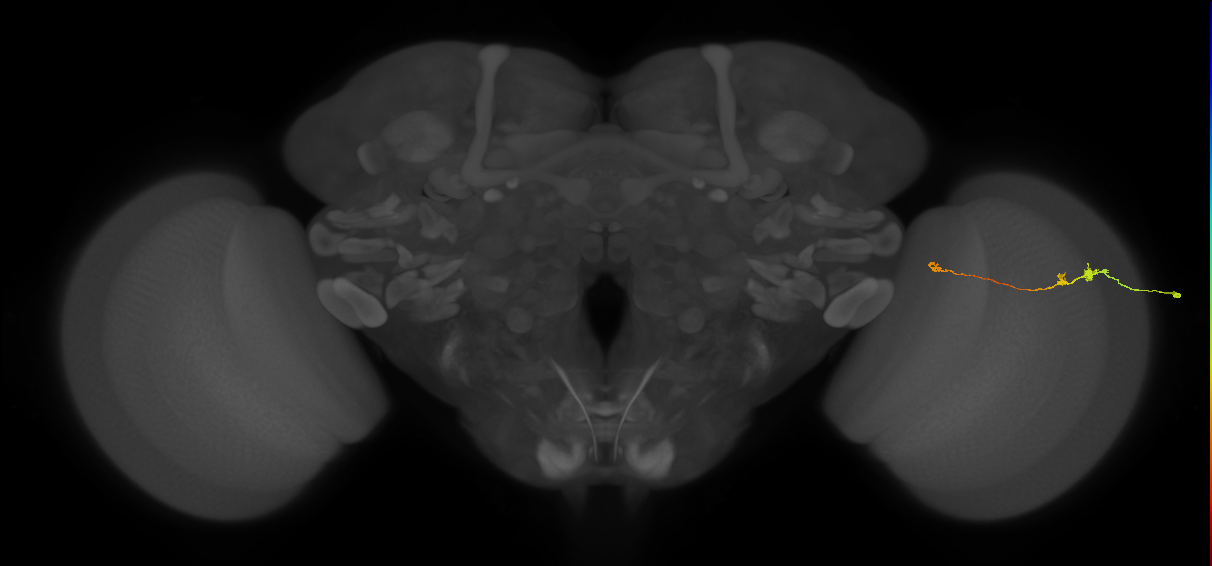 Tm20_R (MaleCNS:178130)