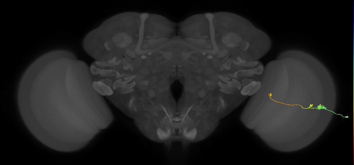 Tm20_R (MaleCNS:87591)