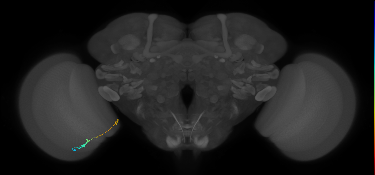 Tm20_L (MaleCNS:539559)