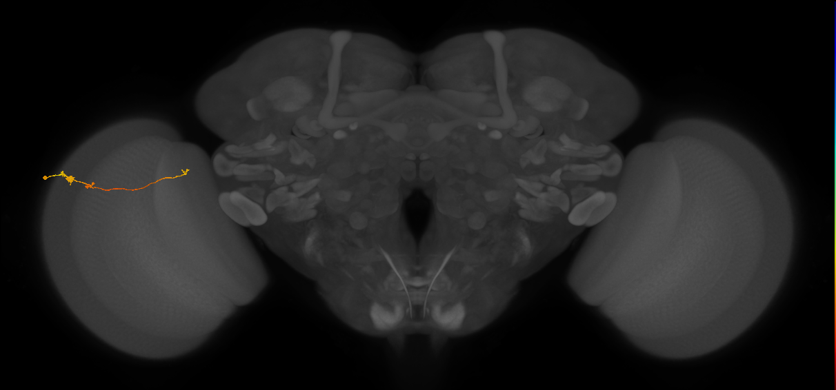Tm20_L (MaleCNS:580403)