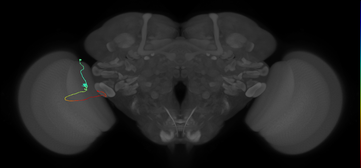 Tm20_L (MaleCNS:515284)