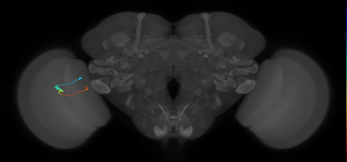 Tm20_L (MaleCNS:530010)