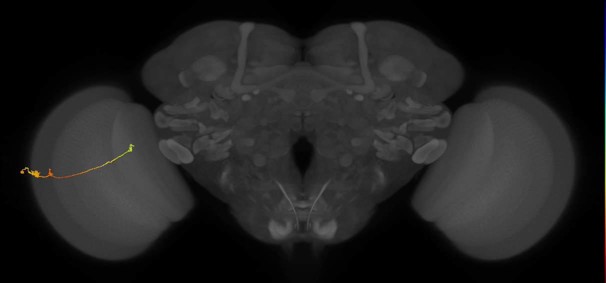 Tm20_L (MaleCNS:92250)
