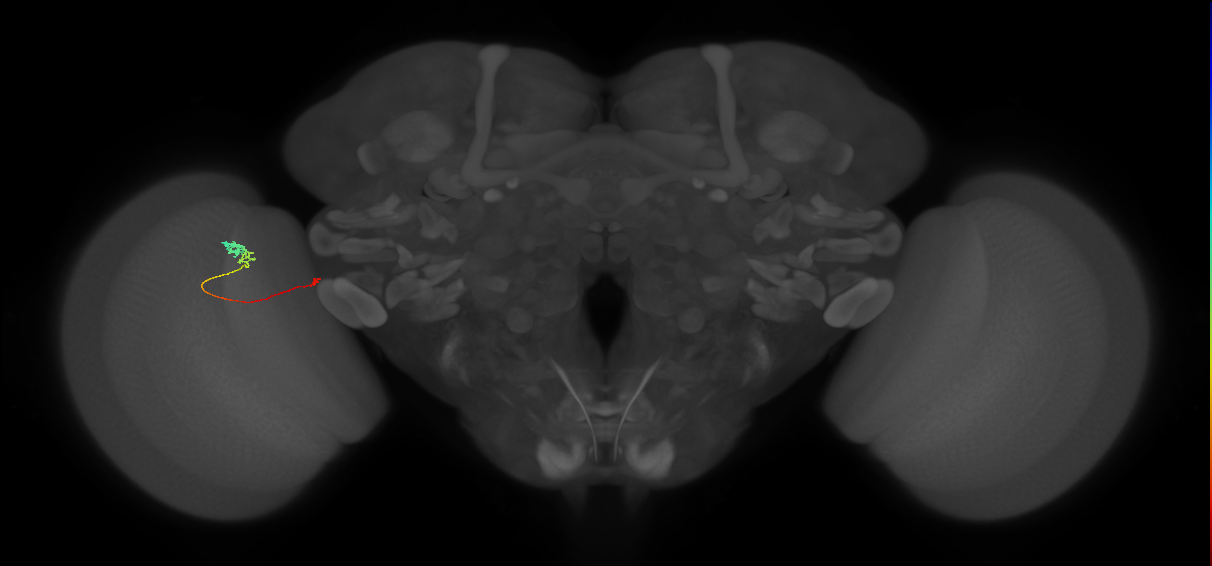 Tm20_L (MaleCNS:171074)