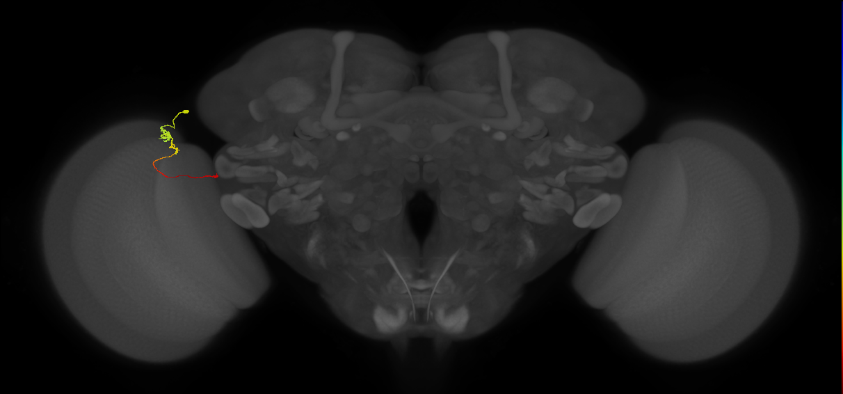Tm20_L (MaleCNS:153177)