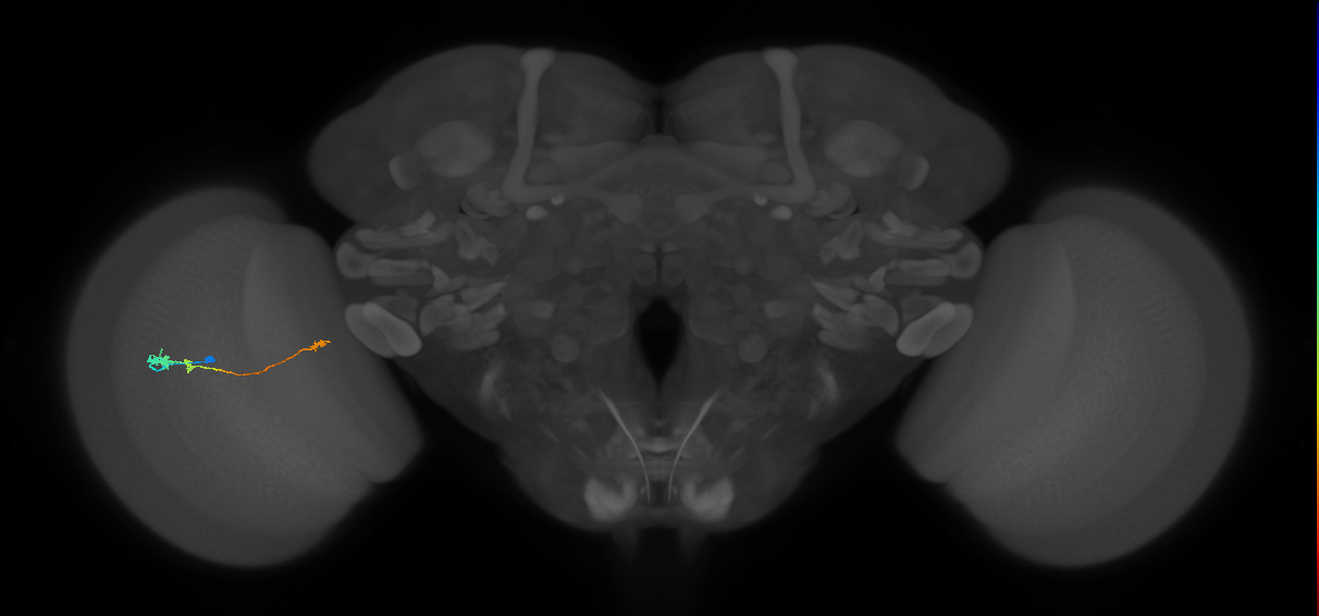 Tm20_L (MaleCNS:99122)