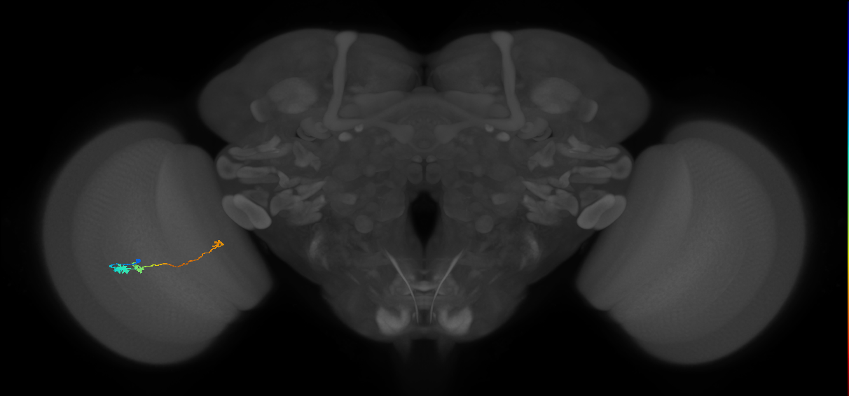 Tm20_L (MaleCNS:29880)