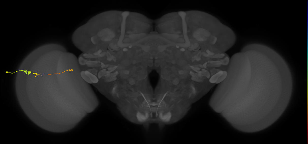Tm20_L (MaleCNS:526319)