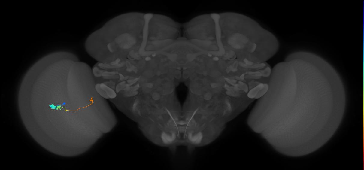 Tm20_L (MaleCNS:73131)