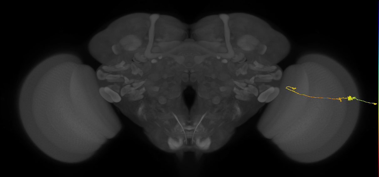 Tm20_R (MaleCNS:161671)