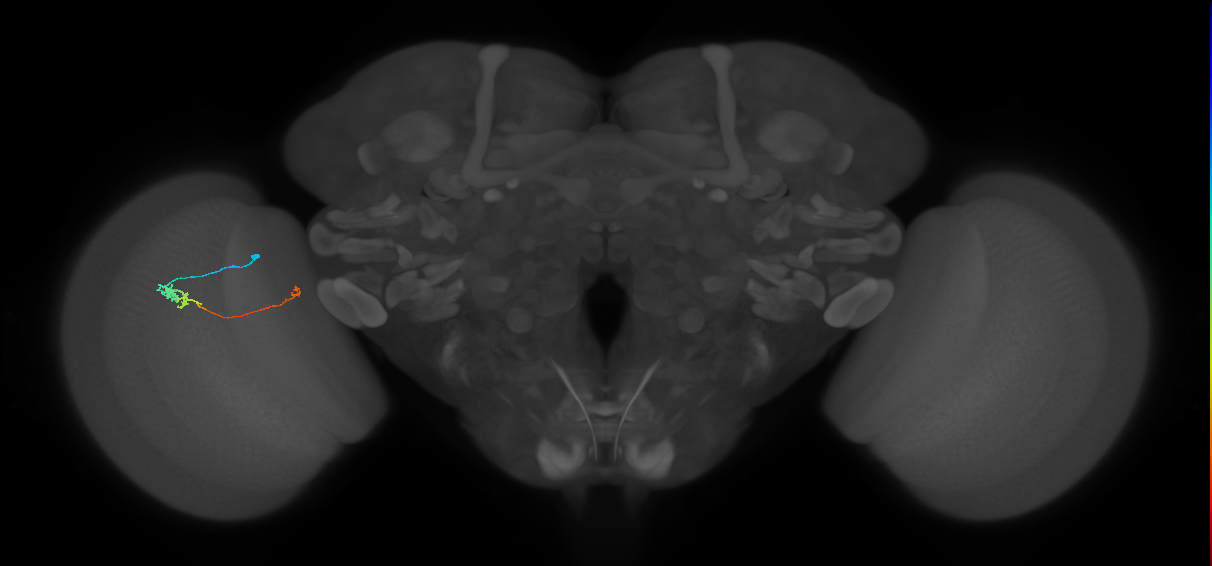 Tm20_L (MaleCNS:211472)