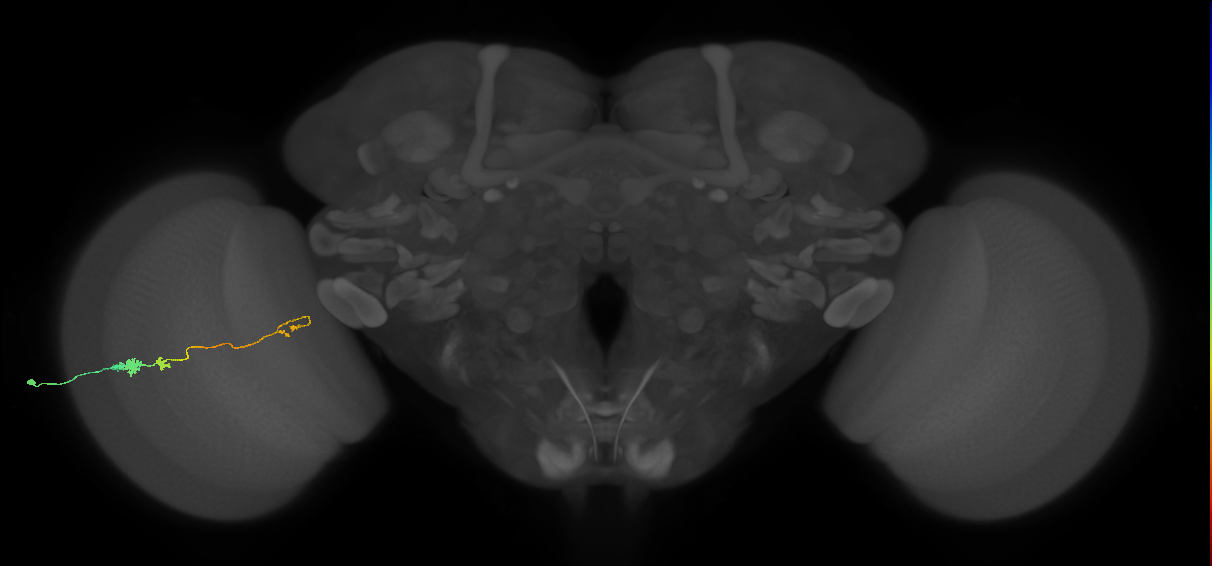 Tm20_L (MaleCNS:514500)