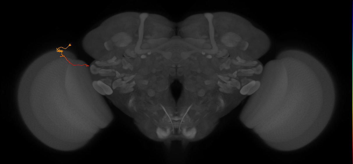 Tm20_L (MaleCNS:210194)