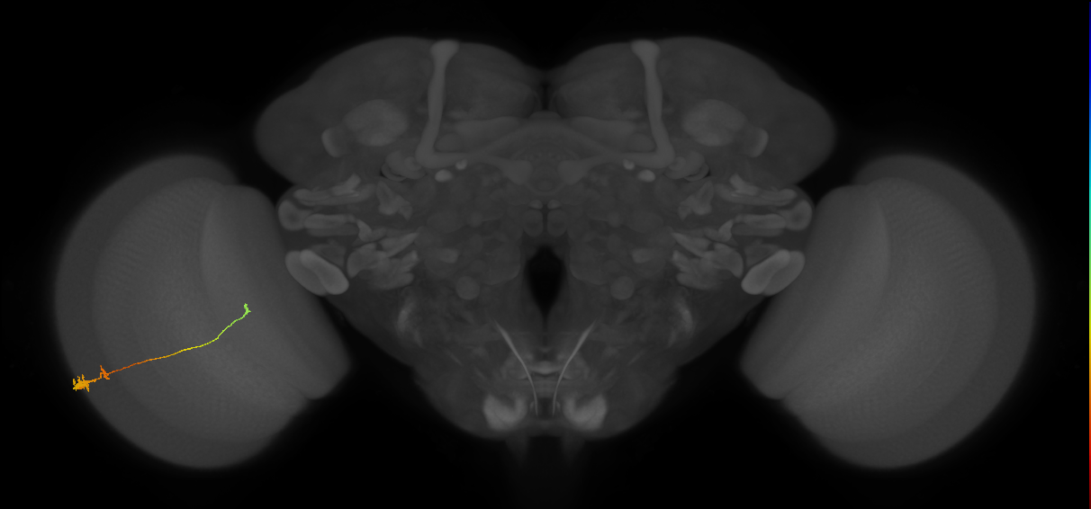Tm20_L (MaleCNS:536523)