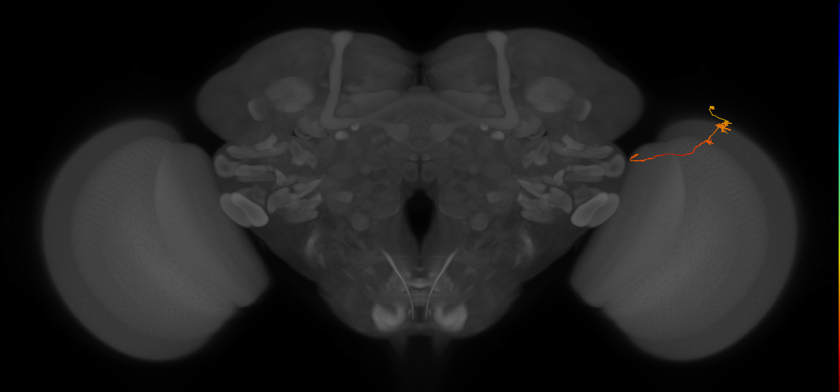 Tm20_R (MaleCNS:139563)