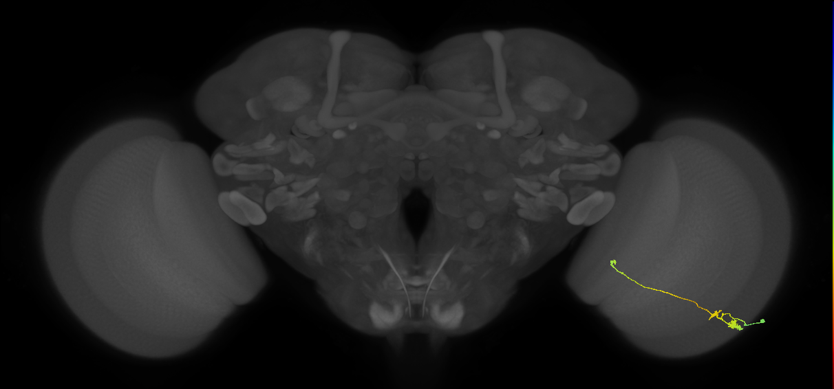 Tm20_R (MaleCNS:122206)