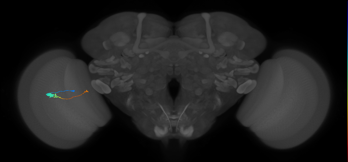 Tm20_L (MaleCNS:539360)
