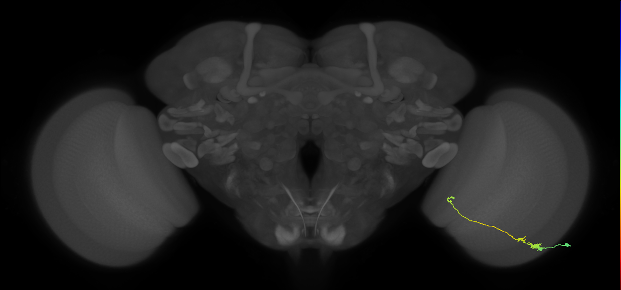 Tm20_R (MaleCNS:83667)