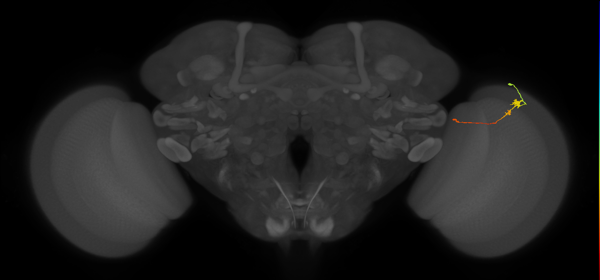Tm20_R (MaleCNS:127374)