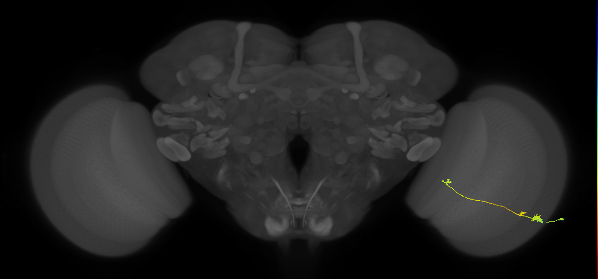 Tm20_R (MaleCNS:78787)