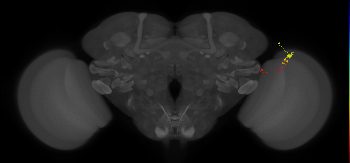 Tm20_R (MaleCNS:132311)