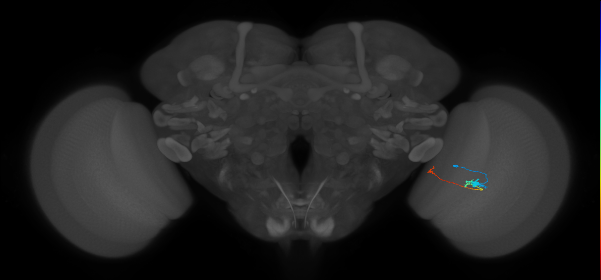 Tm20_R (MaleCNS:109363)